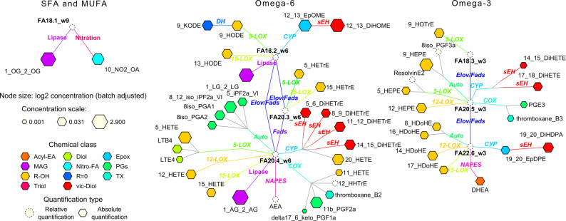 Quantified oxylipins, endocannabinoids and polyunsaturated fatty acids in plasma samples of ADNI 2/GO participants, projected onto their metabolic pathway. Nod size indicates the average concentration observed across the samples, with chemical classes indicated by node color