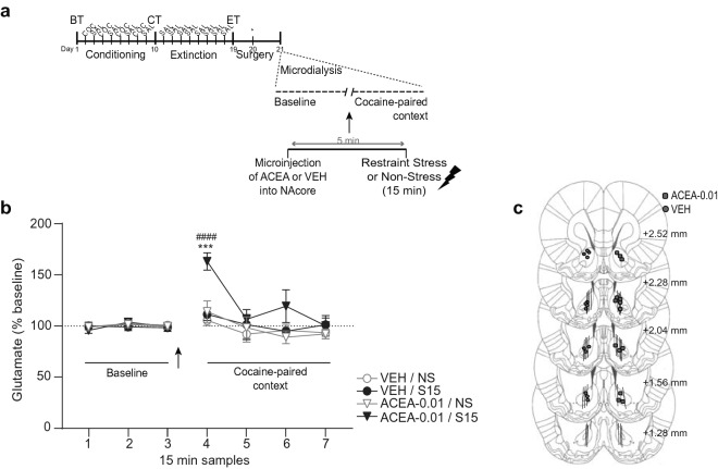 CB1R agonism within NAcore, in combination with subthreshold restraint stress, induced an increase in extracellular glutamate in NAcore. (a) Timeline of CPP procedure. Stereotaxic surgery for microdialysis probe implantation was performed once animals reached extinction criteria. The day after surgery, in vivo microdialysis was used to sample (every 15 min) extracellular glutamate in NAcore both before (baseline determination, in home cage) and after ACEA (or VEH) intra-NAcore administration and 15 min of restraint stress (or non-stress). Following treatments, samples were collected inside the cocaine-paired compartment of the CPP apparatus. Glutamate was quantified using EZChrom Elite software, version 4.0 (http://www.agilent.com). (b) ACEA local pretreatment potentiated the increase in glutamate of NAcore measured in the cocaine-paired context immediately after a subthreshold session of restraint stress (***p < 0.001 compared with other groups at the same time point; ####p < 0.0001 compared with the last baseline sample, Bonferroni’s multiple comparisons post-hoc test). Values represent percentage of increase in glutamate release from baseline (mean ± s.e.m.) for each 15 min sample, n = 6–7 for each group. Arrow indicates the microinjection and restraint stress treatment. (c) Approximate unilateral locations of microinfusions of ACEA performed into NAcore together with the dialysis membranes placements (solid lines) of rats implanted with the dual microinjection-microdialysis probes. Numbers to the right indicate millimeters from the Bregma. Symbols represent the different microinjections administered.