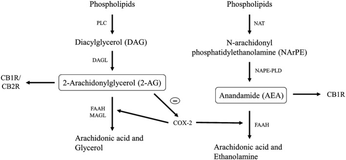 Metabolic pathways of AEA and 2‐AG synthesis, degradation and oxidation. 2‐Arachidonylglycerol (2‐AG) and Anandamide (AEA) are synthesized from phospholipids by Diacylglycerol lipase (DAGL) and N‐acyl phosphatidylethanolamine phospholipase D (NAPE‐PLD) enzymes, respectively. 2‐AG and AEA are degraded by Fatty acid amide hydrolase (FAAH), Monoacylglycerol lipase (MAGL) and Cyclooxygenase‐2 (COX‐2) enzymes into arachidonic acid. AEA mainly binds with CB1R, and 2‐AG binds with both CB1R and CB2R (endocannabinoid receptors 1 and 2). COX‐2 expression is inhibited by 2‐AG. AEA, anandamide; 2‐AG, 2‐arachidonoylglycerol; DAGL, Diacylglycerol lipase; COX‐2, cyclooxygenase‐2; FAAH, Fatty acid amide hydrolase; MAGL, Monoacylglycerol lipase; NAT, N‐Acyltransferase; NArPE, N‐Arachidonoyl phosphatidylethanolamine; PLC, Phospholipase C.