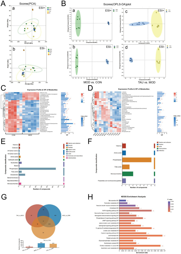 Panel of scientific data visualizations and charts related to metabolomics analysis, including PCA and OPLS-DA plots (A, B), heatmaps of metabolite expression profiles with VIP scores (C, D), bar graphs showing compound classifications (E, F), a Venn diagram illustrating shared and unique metabolites among groups (G), and a KEGG pathway enrichment bar chart (H), indicating statistical significance and metabolic pathway involvement across experimental groups.