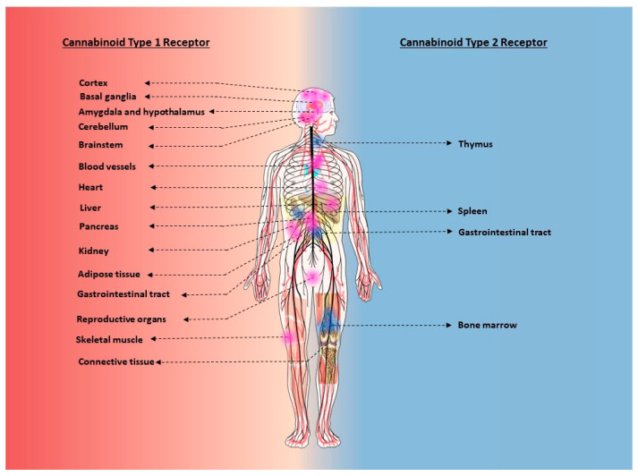 Tissue distribution of CB1R and CB2R under normal physiological conditions. The figure shows tissue expression of CB1R and CB2R under healthy conditions. Although CB1R protein or transcripts have been identified in several non-neural tissues, they are predominantly localized in the central nervous system (CNS). On the other hand, the CB2R is predominantly found in tissues involved in immune regulation. It is sparsely distributed in the CNS under normal physiological conditions.