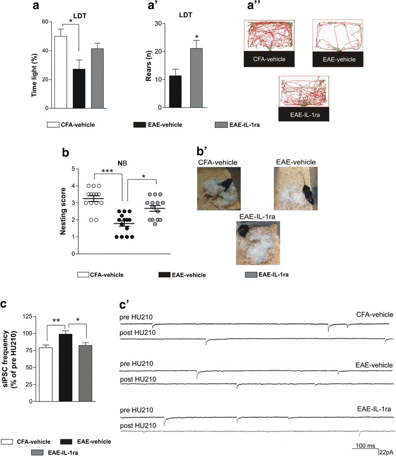 IL-1ra preventive treatment improves EAE behavioral syndrome and restores striatal CB1R function. a–a” At the LDT, the IL-1ra treatment improved the behavioral alterations of EAE mice; the time spent in the light zone, EAE-IL-1ra mice showed values similar to CFA-vehicle, although being not significantly different to both CFA and EAE-vehicle (a). a’ Vertical activity increased in EAE-IL-ra mice, indicating an ameliorated explorative response induced by IL1-ra treatment. Examples of LDT video-tracking are depicted in a”. b, b’ Consistently with the results obtained in non-minipump-implanted animals (shown in Fig. 1b, b’), the nesting score of EAE-vehicle mice was worse than CFA-vehicle animals and IL-1ra icv treatment corrected these behavioral alterations (b). Representative photographs in b’. c, c’. The lack of the depressant effect mediated by HU210 in EAE slices was rescued in EAE mice receiving in vivo treatment of IL-1ra by minipump implantation (c). In c’, there are examples of electrophysiological traces showing the lack of the effect of HU210 only in EAE-vehicle mice. Values are means ± SEM. Statistical differences were analyzed by one-way ANOVA for multiple comparisons (followed by Tukey HSD or Dunn's comparisons) or by unpaired T-test for rear numbers in LDT. *p < 0.05, **p < 0.01, ***p < 0.001