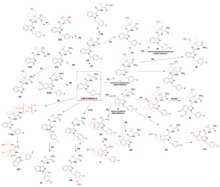 Metabolic pathways of ADB-FUBINACA in humans [38,52]. The main biotransformation pathways include alkyl (P1) or indazole ring hydroxylation (P2), dehydrogenation (P3), secondary amide hydrolysis (P4), and glucuronide conjugation (P5). Other metabolic pathways are N-dealkylation (P6), primary amide hydrolysis (P7), carbonylation (P8), epoxidation followed by hydrolysis (P9), and methylene-fluorophenyl hydroxylation (P10). Dashed red triangles represent the location at which the reaction supposedly occurs. *XII is also a metabolite resulting from the N-dealkylation of I. **VI is formed by further hydroxylation of ADB-FUBINACA hydroxyindazole-glucuronide on the benzene ring. ***XIX is formed by hydroxylation and a di-dehydrogenation on the amino-dimethylbutanamide moiety.