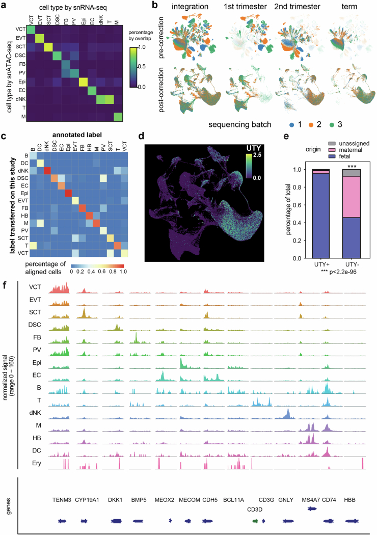 Cell origin assignment and cross-modality annotation.(a) Heatmap of concordance between snATAC-seq and snRNA-seq cell type annotations based on gene activity and expression, respectively; colors, fraction of cells with consistent labels. (b) UMAPs before and after integration showing effective batch effect correction across three sequencing batches for all gestational age groups. (c) Heatmap showing concordance between published annotations in Arutyunyan et al.3 and label-transfer predictions by this study. Colors, percentage of cells with matched labels. (d) UMAPs showing Y chromosome gene UTY expression across 191,735 nuclei. (e) Benchmarking Souporcell-based origin assignment by UTY expression. Maternal and fetal cell distributions were stratified by UTY positivity in pregnancies with male fetuses; 94.3% of UTY+ cells were classified as fetal (two-tailed χ2 test, ***, P < 2.2e-96). (f) Cell type-specific ATAC-seq peaks at promoters of canonical marker genes in each cell type, shown as normalized ATAC-seq signal across ±10 kb of transcription start sites. Source data