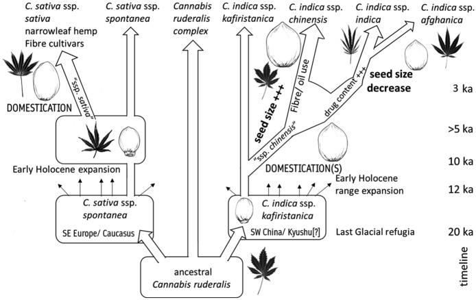 Diagram showing suggested evolution of cannabis, with proposed timeline (approximate in 1,000s of years bp [kya]) of phylum divergence and range expansion events in eastern Eurasia in light of archaeological evidence presented in this paper. For example, post-glacial expansion and radiation takes place between 20,000 and 12,000 bp, domestication episodes take place between 10,000 and 5,000 bp, and special use subspecies are established variously before or after 3,000 bp