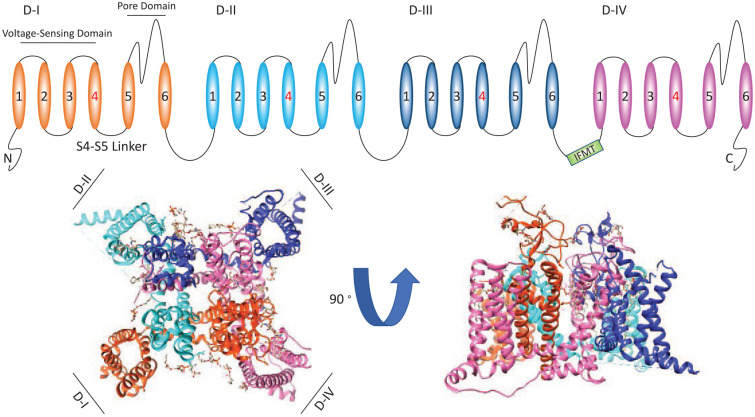 An illustration of the primary structure of the α-subunit of voltage-gated sodium (Nav) channels. At the top of the figure, we show a cartoon of the Nav channel structure. At the bottom we show top and side views of the Nav1.5 (PDB ID: 6UZ3). The cartoon and structure are color-coded.