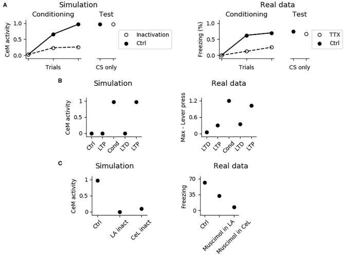 Effects of various manipulations of the model during conditioning. (A) When the PL is inactivated, mimicking the action of TTX, CeM activation is impaired during the CS delivery in the three trials of fear conditioning; this manipulation does not affect fear conditioning, as shown in a successive test phase, where the PL is restored. The simulation correctly reproduces real data reconstructed from Corcoran and Quirk (2007). (B) CeM activity after the CS delivery in the control model (Ctrl), in the model where the CS-pathway to LA was potentiated (LTP), conditioned (Cond), depotentiated (LTD), and repotentiated (LTP). The simulation mimics the findings of Nabavi et al. (2014). (C) If LA (La inact) or CeL (CeL inact) are inactivated during conditioning, in the successive test phase the CS fails to activate CeM. Real data reconstructed from Wilensky et al. (2006) showing that the GABAa agonist muscimol, injected to inactivate LA or CeL during training, strongly impairs fear conditioning in the test phase.