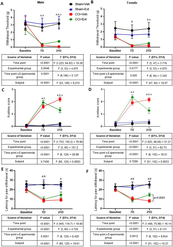 Treatment with CBD‐enriched Cannabis sp. extract moderately improves cold hyperalgesia, with a minor effect on mechanical allodynia and no effect on heat hyperalgesia, in male and female CCI rats. Mechanical thresholds evaluated by the von Frey test (A‐, B), cold sensitivity evaluated by the acetone test (C, D), and heat sensitivity evaluated by the hot plate test (E, F) in Sham and CCI male and female rats at baseline (pre‐surgery), 7 days after surgery (D), and 21 days after surgery (14 days after the start of daily oral administration of extract (Ext) or vehicle (Veh)). Statistical analysis was performed using repeated‐measures two‐way ANOVA followed by Tukey's post hoc test. Tables under each graph include p values, F values and degrees of freedom for each ANOVA. Letters in the graphs indicate post hoc comparisons: a = Sham + Veh versus CCI + Veh p < 0.05, b = Sham + Ext versus CCI + Ext p < 0.05, c = CCI + Veh versus CCI + Ext p < 0.05. Data are presented as mean ± standard error of the mean; n = 12–16 animals per experimental group.