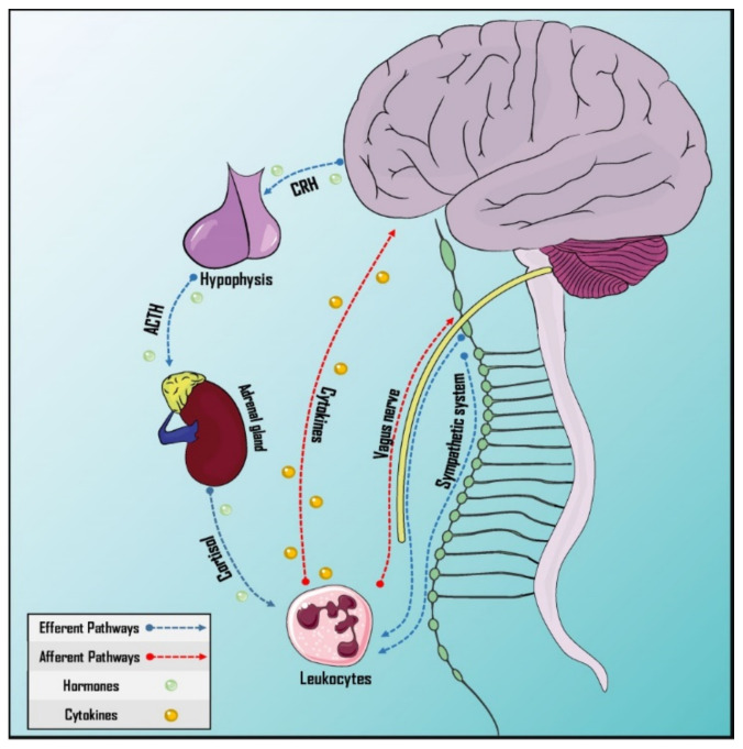 Pathways of neurommunological integration. Afferent and efferent pathways have a neural and a humoral component. The sympathetic nervous system innervates the primary and secondary lymphoid organs. The vagus nerve, which is part of the parasympathetic autonomic nervous system, has both afferent and efferent neurons, participating in both pathways. Cytokines can cross the blood–brain barrier and the hypothalamus–hypophysis–adrenal axis is responsible for humoral efference. ACTH: Adrenocorticotropic hormone; CRH: Corticotropin-releasing hormone.