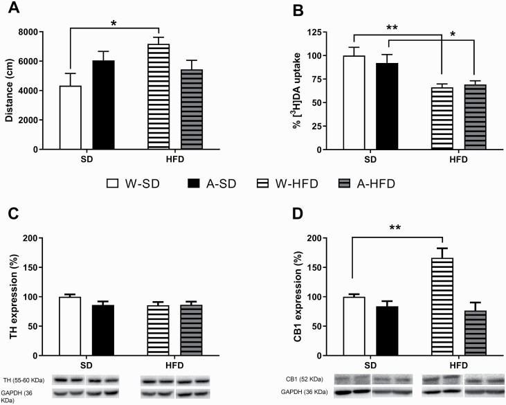 (A) Cocaine-induced locomotor activity immediately after the drug injection (8 mg/kg i.p.) for 30 minutes. Results are expressed as mean ± SEM of the distance travelled (cm) (N = 9–10/group). (B) Dopamine ([3H]DA) uptake in striatal synaptosomes. Data are expressed as a percentage of control uptake relative to W-standard diet (mean ± SEM) (N = 7–9/group). (C) Effects on TH and (D) CB1 protein expression in ventral striatum induced by PLAE and the subsequent exposure to a standard diet or a high-fat diet (HFD) for 8 weeks. Representative pictures of the immunoblots are shown below the bar charts. Images of the whole immunoblot membranes can be found in supplementary Figure 1. Results are expressed as mean ± SEM (N = 5/group). *P < .05, **P < .01 vs water-standard diet.