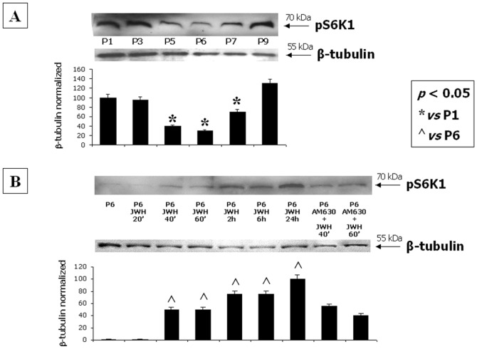 CB2 selective stimulation is associated with mTOR pathway activation.(A) Western Blot experiment and the relative quantification for pS6K1 expression normalized with respect to β-tubulin in total MSC lysates from different passages and (B) after CB2 selective stimulation at multiple time-points. Data show the maximum increase of the protein levels at P1 and P9 and after 24 hours from CB2 selective stimulation with the synthetic agonist JWH-133. The minimal expression is revealed at P6. The CB2 antagonist AM630 reduces the JWH-induced increase of p-AKT. Data are represented as a mean ± SD from three different assays. A t-test has been used for statistical analysis. p<0.05 was considered statistically significant.