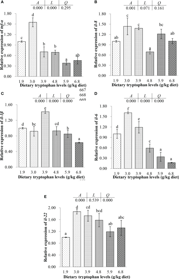 Effects of dietary tryptophan with different levels on the relative mRNA expression of genes related to intestinal inflammatory factors of C argus (means ± S.D. of three replications). Bars with different letters differ significantly among the treatments (P < 0.05). (A) Tumor necrosis factor α (tnf-α); (B) Interleukin 8 (il-8); (C) Interleukin 1β (il-1β); (D) Interleukin 6 (il-6); (E) Interleukin 22 (il-22).