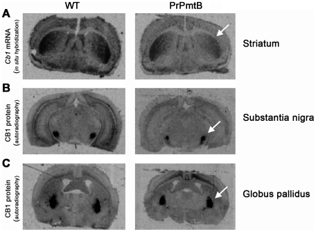 Decreased Cb1 expression on transcript and protein level. In situ hybridization and receptor autoradiography in A53T-SNCA overexpressing versus WT mice at old age show decreased levels of the cannabinoid receptor 1 (Cb1) mRNA in striatum (A; white arrow) and of CB1 protein in the substantia nigra (B; white arrow) as well as the globus pallidus (C; white arrow). Scale bar: 1 mm.