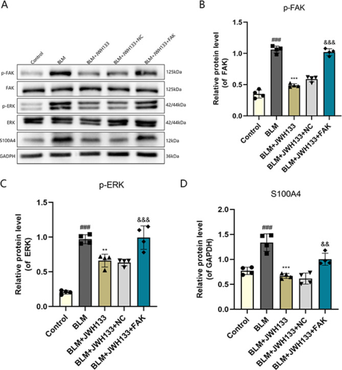 JWH133 prevented pulmonary fibrosis by suppressing FAK/ERK/S100A4 signaling pathway. (A) Protein expression of p-FAK,FAK,p-ERK,ERK,S100A4 in lung tissue were detected by Western blot. Relative protein expression of (B) p-FAK, (C) p-ERK, and (D) S100A4 were quantified by normalizing to GAPDH.Data were expressed as mean ± SEM, and multiple comparisons were performed using one-way ANOVA with the Tukey test.###P < 0.001 vs. control group;**P < 0.01,***P < 0.001 vs. model group;&&P < 0.01,&&&P < 0.001 vs. BLM + JWH133 + NC.n = 4