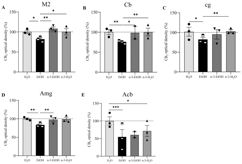 CB1 receptor optical density in adult male mice exposed to H2O, EtOH, n-3-EtOH or n-3-H2O. Normalized (%) CB1 optical density in the M2 (A), Cb (B), cg (C), Amg (D) and Acb (E). Pooled data are expressed as mean ± SEM (one-way ANOVA, Dunn’s multiple comparisons test; * p < 0.05; ** p < 0.01; *** p < 0.001). The n-3 diet during withdrawal recovers the significant decrease in CB1 receptor expression in the M2, Cb and Amg of the adult brain after adolescent binge drinking.