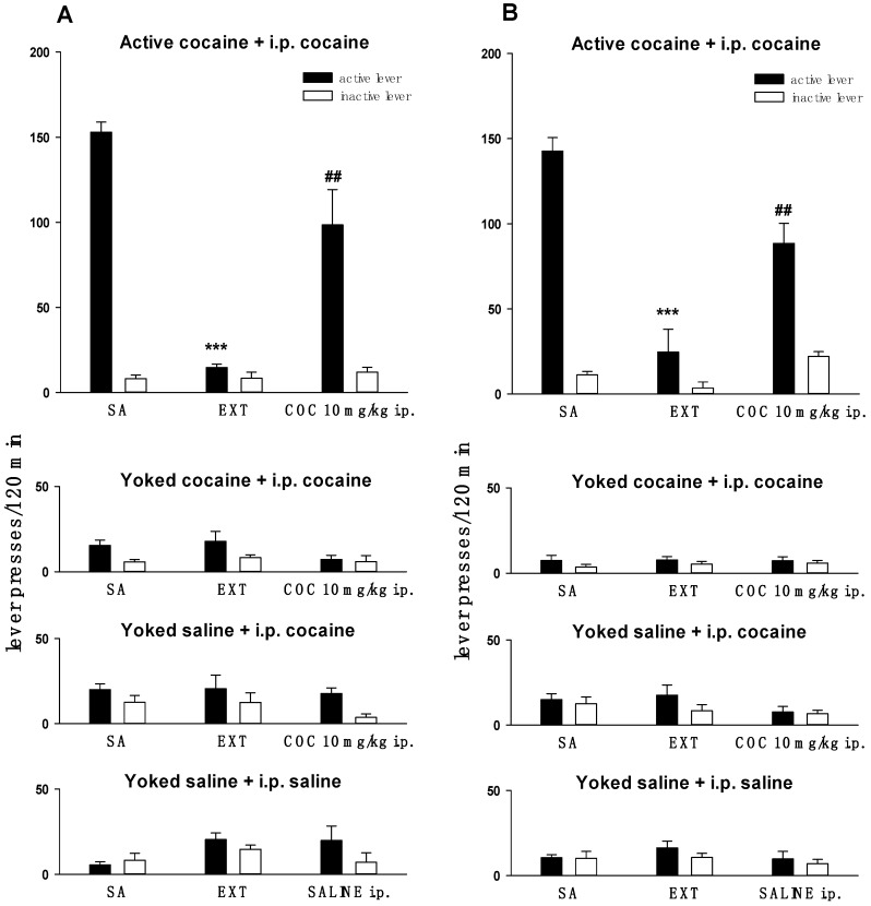 The number (mean ± SEM) of active (black bars) and inactive (white bars) lever presses during the last three self-administration (SA) and extinction (EXT) sessions in rats trained to self-administered cocaine (0.5 mg/kg/infusion) and forced to cocaine priming (COC 10 mg/kg i.p.) during the reinstatement test in active cocaine + i.p. cocaine, yoked cocaine + i.p. cocaine, yoked saline + i.p. cocaine and yoked saline + i.p. saline was shown. Panel A—experiment to evaluate the endocannabinoid and NAEs tissue level; panel B—experiment to evaluate the expression of cannabinoid receptors. N = 7–8 rats/group. *** p < 0.001 vs. active lever SA; ## p < 0.01 vs. active lever EXT, (Newman–Kelus test).