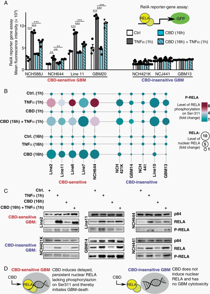 CBD (cannabidiol)-induced death of human GBM stem-like cells (GSC) via sustained nuclear localization of RELA-lacking phospho-Ser311. (A) RelA activity in hGSC maintained under control conditions (Ctrl), stimulated with CBD (10 µM) or with TNFα (10 ng/ml); note that TNFα application triggered strong reporter activity specifically in CBD-sensitive cells; CBD treatment did not induce any reporter gene activity. (B) Nuclear localization of RELA and nuclear phospho-Ser311-RELA (P-RELA) were quantified in panels of hGSC at two timepoints (and data visualized as bubble plot): 1 hour after stimulation with TNFα nuclear translocation and phosphorylation of RelA was restricted to CBD-sensitive hGSC and co-application of CBD reduced P-RELA levels; 16 hours after stimulation TNFα response had ceased but CBD induced strong nuclear accumulation of RELA-lacking phosphorylation on Ser311 specifically in CBD-sensitive hGSC. (C) Nuclear localization of RelA and nuclear phospho-Ser311-RelA (P-RelA) were detected by Western blotting of nuclear extracts (nuclear protein p84 served as loading control). (D) Schematic summary. Dots in (A) indicate data from independent experiments; statistical significance was investigated by 1-way ANOVA plus Tukey post hoc testing (**P < .005, ***P < .001).