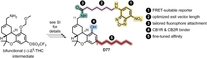 Synthesis and design of D77, a non-selective fluorescent ligand targeting CB1R and CB2R.