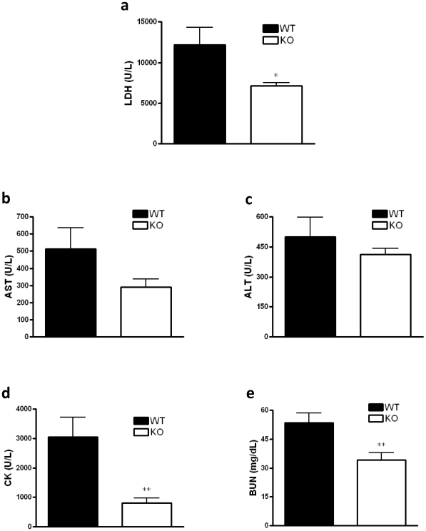 CB2 KO mice have less tissue damage, kidney and muscle injury in sepsis than their WT counterparts.LDH (a), AST (b), ALT (c), and CK (d) activity, and BUN (e) levels were measured in plasma samples 16 hour after CLP using a clinical chemistry analyzer system (VetTest8008, IDEXX Laboratories). Data are the mean±SEM of n = 6–9 mice per group. **p<0.01; * p<0.05.
