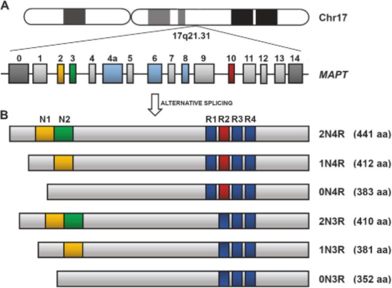Representation of the human MAPT gene and the tau isoforms produced through alternative splicing. A. The MAPT gene is found on chromosome 17 and contains 16 exons, three of which are subjected to alternative splicing. E2, E3, AND E10 undergo alternative splicing which results in six isoforms in the adult human brain. B. The six tau isoforms that exist differ in terms of both N-terminal inserts and C-terminal repeats, the latter of which confers the designation of 3R or 4R tau. Figure is reproduced from Didonna A. Tau at the interface between neurodegeneration and neuroinflammation. Genes Immun 21: 288–300, 2020.