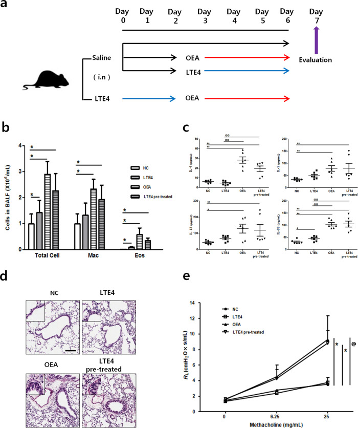 Effect of LTE4 and OEA on pulmonary inflammation in mice.a Experimental protocol for LTE4 and OEA treatment. b Differential cell counts in BALF. c IL-4, IL-5, IL-13, and IL-33 levels in BALF were quantified by ELISA. d Lung histology was analyzed by H&E staining. The scale bar indicates 200 μm. e Airway hyperresponsiveness. The data are presented as the means ± SD, n = 6. P values were analyzed by the Mann–Whitney test. **P < 0.01, *P < 0.05 vs. NC; @@P < 0.01, @P < 0.05 vs. LTE4.