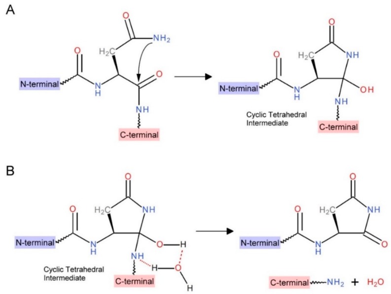 Proposed chemical mechanism of pH-dependent cleavage at Ssp DnaB intein C-terminus: (A) sidechain NH2 attack on Asn backbone carbonyl to form a cyclic tetrahedral intermediate; (B) water-assisted amine bond breaking at the intermediate.
