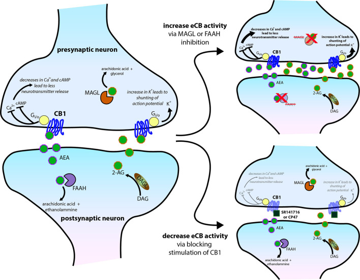 Molecular mechanisms of central cannabinoid action. Schematic diagram of the endocannabinoid (eCB) system perturbations that have been used in experiments and have altered sleep. eCBs, either anandamide/N-arachidonoylethanolamine (AEA) or 2-arachidonoylglycerol (2-AG), generated and then released from the postsynaptic neuron typically act on presynaptic CB1 receptors to reduce presynaptic neurotransmitter release via several intracellular signaling cascades. AEA and 2-AG are then typically catabolized and removed from the system by fatty acid amide hydrolase (FAAH) and monoacylglycerol lipase (MAGL), respectively. See Figure 1 for trends in sleep that can occur from the two scenarios further illustrated on the right side of the schematic.