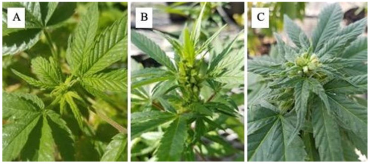 Male hemp flower cycle from initiation: (A) flower formation, (B) and dehiscing, and (C) pollen collection begins. On average, this process takes approximately 4–5 weeks after the last ethylene inhibitor foliar spray.