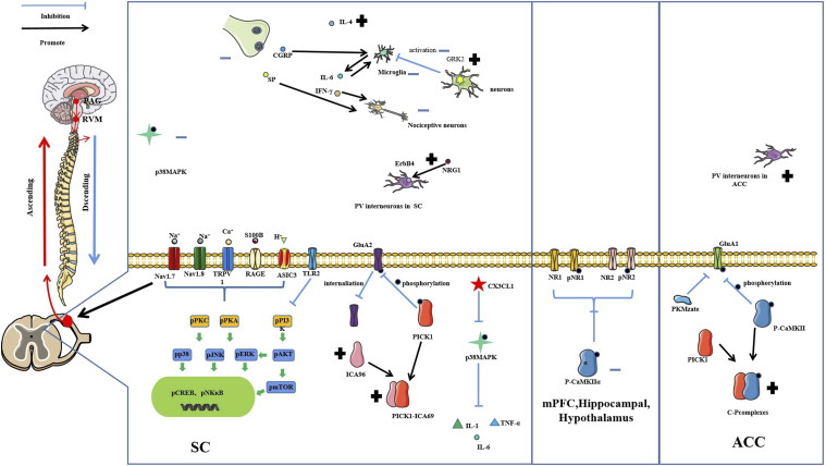 The central mechanisms of acupuncture in treating inflammatory inflammatory pain. SC: spinal cord; PFC: prefrontal cortex; PAG: periaqueductal gray; RVM: rostral ventromedial medulla; ACC: anterior cingulate cortex; TRPV1: transient receptor potential vanilloid 1; PKC: protein kinase C; PI3K: phosphatidylinositide 3-kinase; CREB: cyclic response-element binding protein; cAMP: Cyclic adenosine monophosphate; NF-κB: nuclear factor kappa-B; mTOR: mammalian target of rapamycin; PKA: protein kinase A; ERK: extracellular regulated protein kinases; JNK: c-Jun N-terminal kinase; AKT: protein kinase B; Nav1.7: Voltage gated sodium ion channel 1.7; Nav1.8: Voltage gated sodium ion channel 1.8; ASIC3: acid sensing ion channel subunit 3; GluA1:glutamate receptor 1; GluA2: glutamate receptor 2; ICA69: Islet cells Antigen 69; PICK1: protein interacting with Cα kinase 1; NRG1: Neuromodulin 1; ErbB4: Receptor protein tyrosine kinase ErbB4; TLR2:Toll like receptor 2; GRK2: G protein coupled receptor kinase 2; p38MAPK: p38 mitogen-activated protein kinases; AIC3:acid-sensing ion channel 3; NR1: N-methyl-D-aspartate receptors NR1; NR2: N-methyl-D-aspartate receptors NR2; IFN-γ: Interferon γ; IL-4: Interleukin-4; IL-6: Interleukin-6.