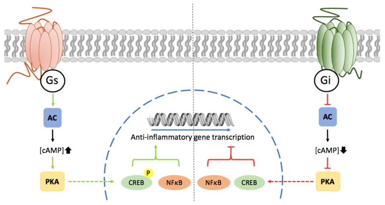Cell surface GPCRs and the pCREB pathway of transcription regulation of genes producing anti-inflammatory mediators in microglia. Gs-coupled GPCR activation increases cAMP production, activates protein kinase A (PKA), and phosphorylates the cAMP response element-binding (CREB) that induces the transcription of genes related to anti-inflammatory processes. Conversely, Gi-coupled GPCR activation leads to inactivation of the p-CREB pathway. Green color means activation/potentiation and red color means deactivation/blockade.