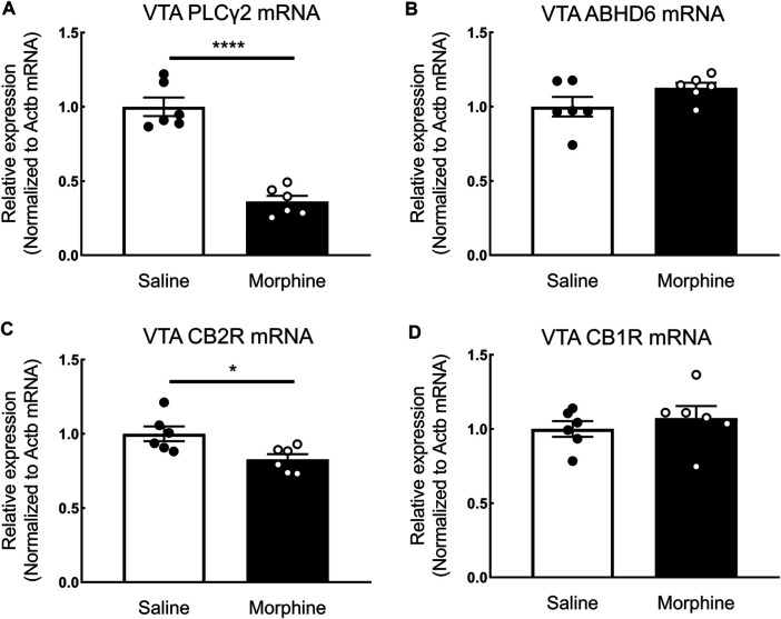 The effects of sustained morphine on the mRNA expression of PLCγ2, ABHD6, CB1Rs, and CB2Rs in the VTA. Rats were sacrificed after sustained morphine or saline treatment, and the VTA tissues were then collected and prepared for qRT-PCR analysis. Relative mRNA expression levels of (A) PLCγ2, (B) ABHD6, (C) CB2R, and (D) CB1R were determined by ΔΔCT method and normalized to β-actin mRNA level. PLCγ2 and CB2R mRNA expression was significantly decreased in repeated morphine treatment, but no significant difference in ABHD6 and CB1 expression was observed between two treatment groups. *p < 0.05, ****p < 0.0001, morphine vs. saline. Values represent the mean ± SEM, n = 6 per group.