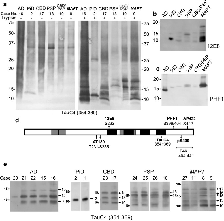 Immunoblot analysis of trypsin-resistant tau in tauopathies. a Immunoblot analysis of sarkosyl-insoluble tau from AD, PiD, CBD, PSP, CBD + PSP, and MAPT cases, before and after trypsin digestion with anti-tau 354–369 (TauC4). b Immunoblot analysis of trypsin-resistant tau with 12E8. c Immunoblot analysis of trypsin-resistant tau with PHF1. d Schematic illustration of epitopes of antibodies used in this study. e Immunoblot analysis of trypsin-resistant tau prepared from multiple cases of AD, PiD, CBD, PSP and MAPT cases