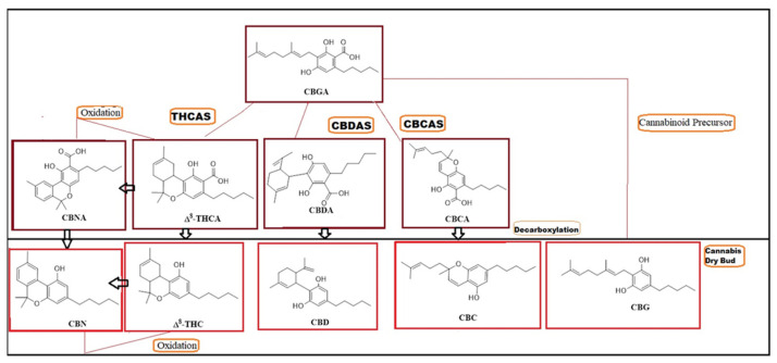 Structures of major components in the medicinal Cannabis. cannabigerolic acid, CBGA; tetrahydrocannabinolic acid synthase, THCAS; cannabidiolic acid synthase, CBDAS; cannabichromene acid synthase, CBCAS; tetrahydrocannabinolic acid, THCA; cannabidiolic acid, CBDA; cannabichromenic acid, CBCA; cannabinolic acid, CBNA; cannabichromene, CBC; cannabidiol, CBD; cannabigerol, CBG; cannabinol, CBN; and tetrahydrocannabinol, THC.