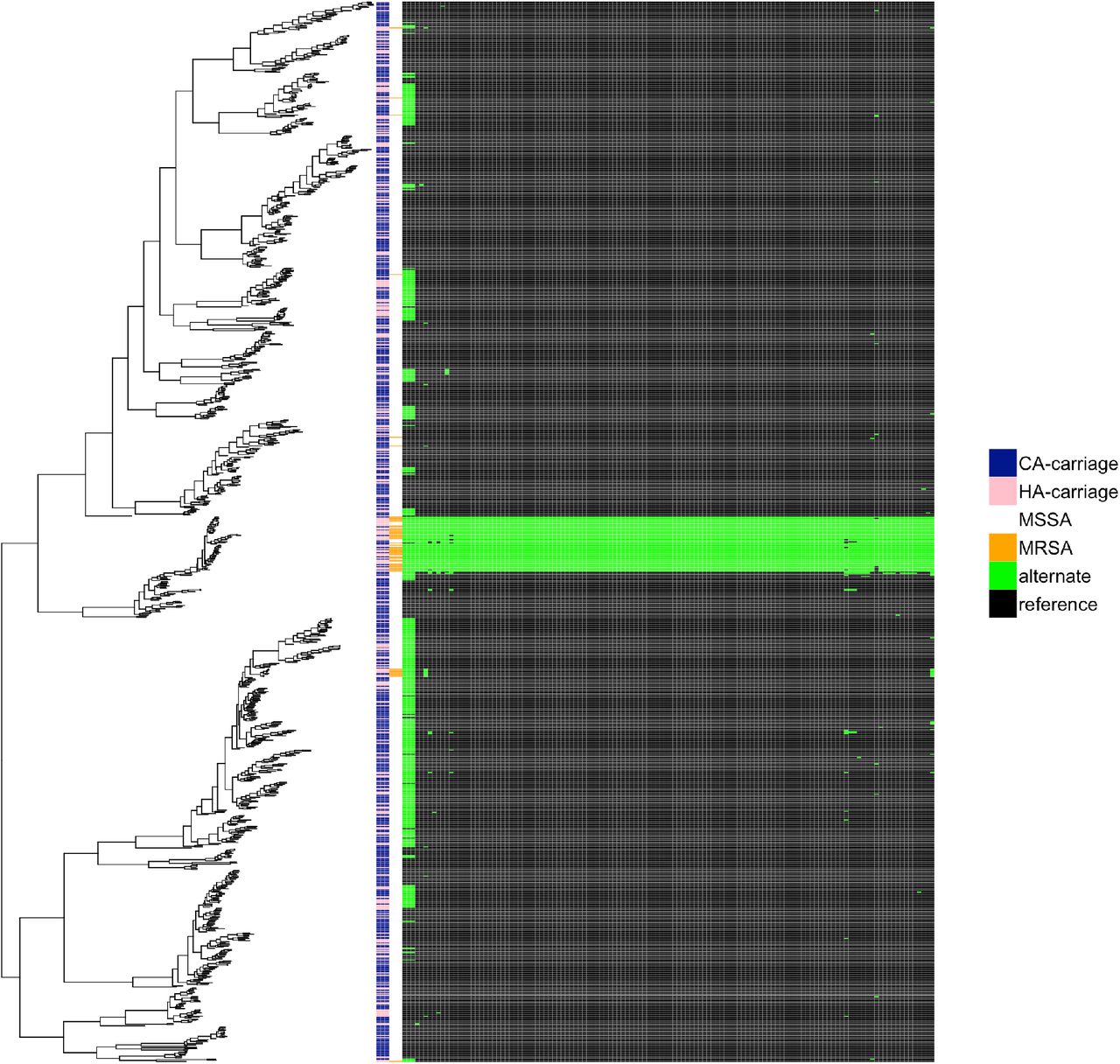 Predicted presence or absence of SNPs significantly associated with HA-vs-CA carriage among the carriage population.A maximum likelihood phylogeny of 984 carriage isolates is plotted with a matrix representing phenotypes concatenated across the most significant SNP genotypes, in order of the significance of association. A maximum likelihood tree of carriage isolates is annotated with the predicted origin of carriage (pink HA, blue CA), the presence of MRSA (orange). The remaining columns represent the presence of the reference (black) or alternate (green) allele for all significant SNPS (after imputation) which were biallelic in the study population.