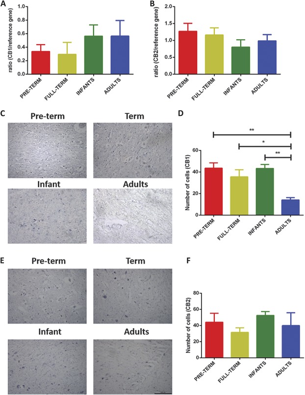 Changes in the expression of endocannabinoid receptors CB1 and CB2 in the human midbrain during postnatal maturation. (A and B) TaqMan real-time (RT) PCR analysis of CB1 and CB2 receptor mRNA, no significant changes in were detected. (C) In situ hybridisation images (×20 magnification) of CB1 receptors in preterm, term, infant, and P40 midbrain. (D) Quantification by cell-counting analysis showed that the expression of CB1 receptors is higher during early postnatal development compared with P40 (P < 0.01; 1-way analysis of variance [ANOVA]). (E) In situ hybridisation images of CB2 receptors. (F) No significant changes in the expression of CB2 receptors were observed throughout postnatal development. Four to 8 human midbrain tissue per age group was used for TaqMan RT-PCR and in situ hybridisation, respectively. Data shown here represent mean ± SEM. * and ** = P < 0.05 and P < 0.01, respectively, between age comparison, 1-way ANOVA with Bonferroni multiple comparisons.