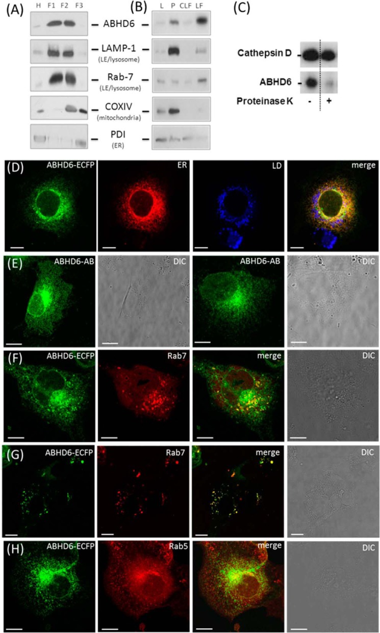ABHD6 co-localizes with late endosomes/lysosomes. A and B, lysosomal fractions of liver homogenates from overnight-fasted C57Bl/6 animals were isolated by (A) ultracentrifugation in a discontinuous OptiPrep™ gradient or (B) differential centrifugation. 10 μg of protein of various fractions was analyzed by Western blotting using an antibody specific for ABHD6 (14) and marker antibodies for LE/lysosomes (Rab-7 and LAMP-1), ER (PDI, protein disulfide isomerase), and mitochondria (COXIV). L, lysate (1000 × g supernatant); F1-F3, fractions 1–3 harvested from the top of the gradient at the interphase 0–10%, 10–15%, and 15–20% iodixanol, respectively; P, 12,000 × g pellet; CLF, crude lysosomal fraction; H, homogenate. C, protease protection assay performed with lysosomal liver fractions obtained using OptiPrepTM gradient (F1). The F1 fraction was treated with 30 ng pf proteinase K at 37 °C for 5 min or carrier alone (control). Subsequently, proteins were precipitated with acetone and subjected to Western blot analysis. Proteins were detected using specific primary antibodies against Cathepsin D (Abcam) and ABHD6. D, live-cell imaging of COS-7 cells transfected with ABHD6-ECFP and co-stained with ER-Tracker DsRED2 (ER) and lipid droplet (LD) marker (LipidTOXTM DeepRed, Invitrogen). Also shown is immunofluorescence of COS-7 transfected with tagless ABHD6. The enzyme was detected using ABHD6-specific antibody and a fluorescent labeled secondary antibody. Non-transfected cells were not stained by the antibody and served as a negative control. E and F, live-cell imaging of COS-7 cells co-transfected with ABHD6-ECFP and the LE marker RFP-Rab7. DIC, differential interference contrast. G, live-cell imaging of COS-7 cells co-transfected with ABHD6-CFP and the early endosome marker RFP-Rab5. (Scale bar = 10 μm).