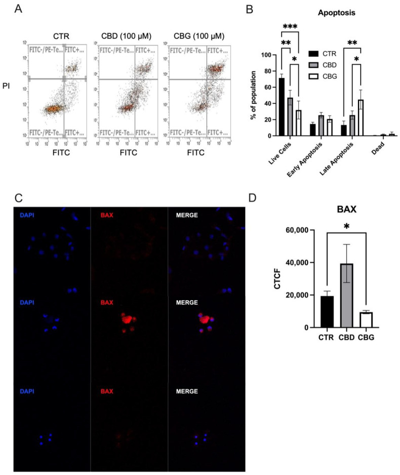 CBD and CBG treatment promoted apoptosis and autophagy in HuCC-T1 cells; (A,B). annexin V (FITC-H) and propidium iodide (PI) co-staining flow cytometry analysis showing an increase in late apoptotic cells and a significant decrease in live cells upon CBG treatment; (C). DAPI staining of nucleus (blue) and Alex Fluor 555 staining of BAX (red) for 0.1% DMSO (top), 100 μM CBD (middle) and 100 μM CBG (bottom) at 24 h post treatment; (D). graph showing quantification of BAX fluorescence in all three groups with a significant change in BAX fluorescence with CBG treatment. CTCF: corrected total cell fluorescence. * p < 0.05, ** p < 0.01, *** p < 0.001.