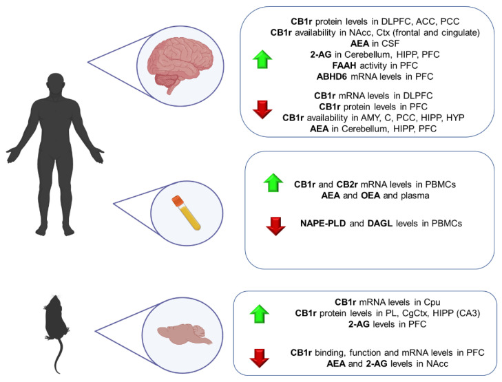Main findings regarding the alterations of the ECS components in animal models and patients with schizophrenia. 2-AG: 2-arachidonoylglycerol; ACC: anterior cingulate cortex; AEA: anandamide; AMY: amygdala; CB1r: cannabinoid receptor 1; CB2r: cannabinoid receptor 2; Ctx: cortex; CSF: cerebrospinal fluid; DAGL: diacylglycerol lipase; DLPFC: dorsolateral prefrontal cortex; FAAH: fatty acid amide hydrolase; HIPP: hippocampus; HIP: hypothalamus; MAGL: monoacylglycerol lipase; NAcc: nucleus accumbens; NAPE-PLD: N-acyl phosphatidylethanolamine phospholipase; OEA: ethanolamide; PCC: posterior cingulate cortex; PFC: prefrontal cortex.