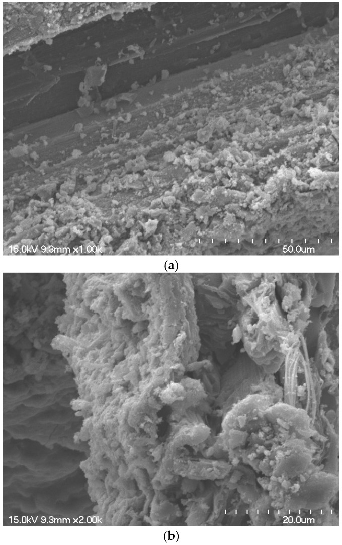 SEM images of mortar specimen: (a) ×1000; (b) ×2000.