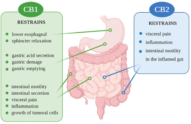 Action of CB1 and CB2 receptors in the digestive system.