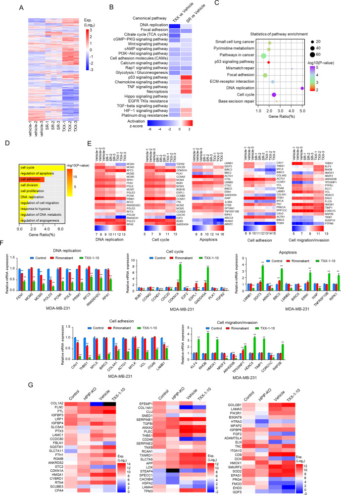RNA-seq reveals TXX-1-10 regulates genes related to cell proliferation and invasion.A Heatmap of transcriptional profile denoting unbiased clustering of MDA-MB-231 cells treated with rimonabant (SR), TXX-1-10(TXX) or vehicle control (DMSO) (n = 3). Total RNA was analyzed by high-throughput whole transcriptome sequencing (RNA-seq). Significant differential expression is defined as an absolute log2 (fold change) ≥1 and q < 0.05. B Comparative pathway analysis of mRNA expression in MDA-MB-231 cells treated with TXX-1-10 (TXX) and rimonabant (SR). C KEGG pathway analysis of targets regulated by TXX-1-10 (The top 10 most significantly affected pathways are shown). D Gene ontology (GO) functional clustering of genes that were downregulated in MDA-MB-231 cells treated with TXX-1-10. E Heatmap of significantly regulated genes by TXX-1-10 and rimonabant correlated with DNA replication, cell cycle, apoptosis, cell adhesion, and cell migration/invasion/metastasis (n = 3, the top 20 most significantly affected genes are shown). F qRT-PCR analysis of the indicated gene expression associated with DNA replication, cell cycle, apoptosis, cell adhesion, and cell migration/invasion/metastasis in MDA-MB-231 cells treated with TXX-1-10 and rimonabant. G Heatmap of significantly regulated genes by TXX-1-10 and HPIP-KO associated with the cell growth and ECM organization. Data shown are mean ± SD of triplicate measurements with similar results. Statistical significance was assessed by two-tailed Student’s t test. *p < 0.05, **p < 0.01 versus the corresponding control.