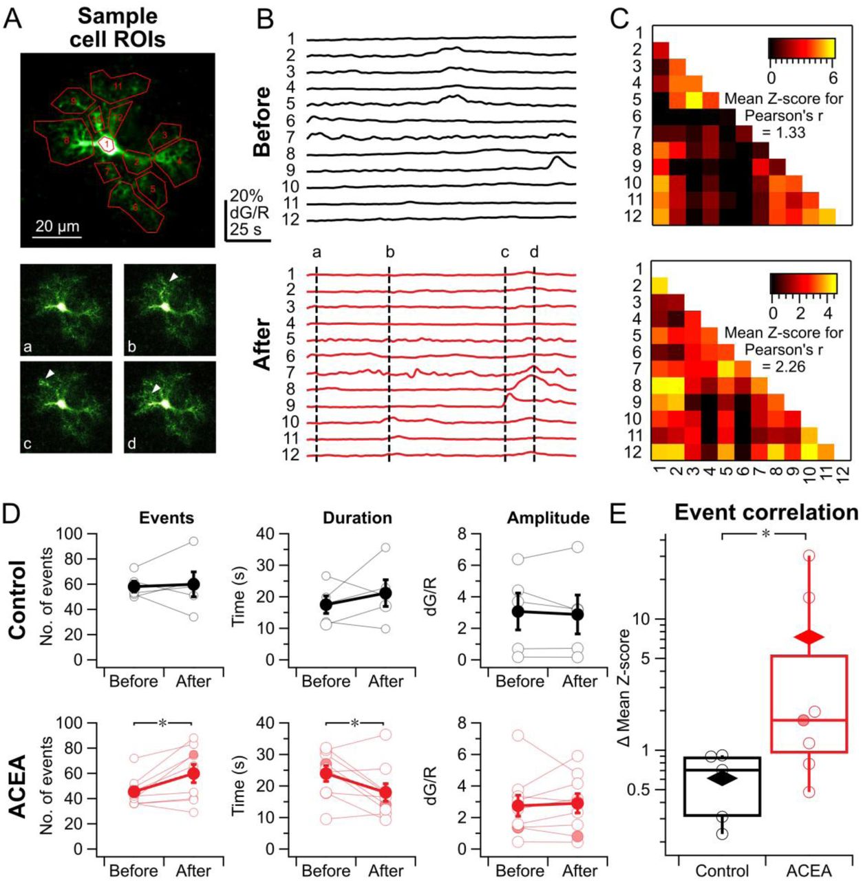 CB1 receptor activation alters astrocyte Ca2+ dynamics.(A) Fluo-5F Ca2+ signals (green, arrowheads) were recorded as a 150-second-long movie (see Videos S1 and S2) of this sample astrocyte. During offline analysis, twelve ROIs (red, top) were manually selected. Comparing to relatively quiet sample frame a (bottom), Ca2+ transients are visible in in sample frames b, c, and d (arrowheads).(B) Based on ROIs in (A), fluorescence was quantified as dG/R sweeps before and after ACEA wash-in. Vertical dashed lines denote the timepoints of frames a through d depicted in (A), bottom. Note synchrony across most ROIs at timepoint d.(C) Sample ROI cross-correlation matrices before and after ACEA wash-in for astrocyte in (A). For each matrix, a single mean Z-score for Pearson’s r was calculated as a metric for how correlated the activity of a cell was.(D) The number of Ca2+ events was increased by ACEA (45 ± 4 vs 60 ± 7, n = 9; paired t-test p < 0.05) but not in controls (58 ± 4 vs 60 ± 10, n = 5; p = 0.8). The duration of Ca2+ events, however, decreased during ACEA wash-in (24 ± 3 s vs 18 ± 3 s, n = 9; p < 0.05) but not in control (18 ± 3 s vs 21 ± 4 s, n = 5; p = 0.4). Amplitude did not differ for either condition (ACEA 2.7 ± 0.7 vs 2.9 ± 0.6, n = 9, p = 0.7, and Control 3.1 ± 1 vs 2.9 ± 1, n = 5, p = 0.6). Closed circles indicate sample astrocyte shown in (A).(E) ACEA increased event correlation (Δ mean Z-score: 7.3 ± 4, n = 7) compared to controls (0.6 ± 0.1, n = 5; Mann-Whitney U test p < 0.05). Diamonds denote means. Closed circle indicates sample astrocyte shown in (A).