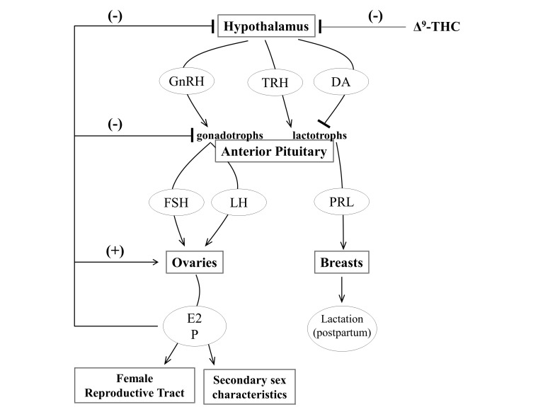 A simplified representation of the hypothalamic-pituitary-ovarian (HPO) axis. Hypothalamic stimulation elicits the release of gonadotropin-releasing hormone (GnRH), thyrotropin-releasing hormone (TRH), and dopamine (DA) onto the anterior pituitary, which contains specialized neurons that are sensitive to these hormones. TRH stimulates and dopamine inhibits the release of prolactin (PRL) from the lactotrophs of the anterior pituitary. Prolactin promotes milk production during the postpartum period. GnRH stimulates the release follicle-stimulating hormone (FSH) and luteinizing hormone (LH) from gonadotrophs in the anterior pituitary. FSH and LH promote the ovarian production of estrogen (primarily estradiol, E2), development of mature ovarian follicles, the release of oocytes from the mature ovarian follicles during ovulation and the production of progesterone (P) from the post-ovulatory follicle. The ovarian hormones, particularly E2, signal at the ovaries to promote follicle maturation. The ovarian hormones also exert negative feedback on the pituitary and hypothalamus to decrease release of FSH, LH and GnRH.