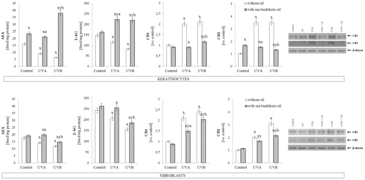 The level of endocannabinoids (AEA, 2-AG) and endocannabinoid receptors (CB1, CB2) in keratinocytes and fibroblasts after exposure to UVA (30 J/cm2 and 20 J/cm2) and UVB radiation (60 mJ/cm2 and 200 mJ/cm2, respectively) and sea buckthorn seeds oil (500 ng/mL) treatment. Mean values ± SD of five independent experiments are presented. x statistically significant differences vs. control group, p < 0.05; y statistically significant differences between UVA/UVB and oil treated groups vs. oil treated control group, p < 0.05; a statistically significant differences between UVA and oil treated group vs. UVA treated group, p < 0.05; b statistically significant differences between UVB and oil treated group vs. UVB treated group, p < 0.05.