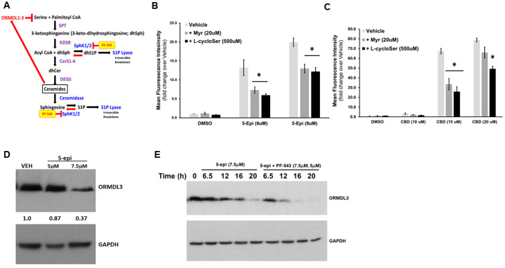 5-epi stimulates de novo synthesis of Cer through depletion of ORMDL3. (A) SPT activity, the first step in the de novo synthesis pathway, is regulated by a family of small, ER-resident, membrane-bound proteins, the orosomucoid-like proteins (ORMDL1-3). ORMDL proteins bind to and inhibit SPT activity. Importantly, Cer can bind to the ORDML proteins and enhance the interaction of ORMDL proteins with SPT. Thus, Cer acts as a feedback sensor to regulate levels of its own synthesis. (B) DLD-1 cells were treated with the indicated concentrations of 5-epi for 24 h in the presence and absence of the inhibitors of de novo Cer synthesis, myriocin (Myr), and L-cycloserine (L-cycloSer). EctoCRT production was determined by flow cytometry. (n = 3). (C) DLD-1 cells were treated with the indicated concentrations of CBD for 24 h in the presence and absence of the inhibitors of de novo Cer synthesis, myriocin (Myr) and L-cycloserine (L-cycloSer). EctoCRT production was determined by flow cytometry. (n = 3). (D) DLD-1 cells were treated with the indicated concentrations of 5-epi for 24 h. Levels of ORMDL3 and GAPDH were determined by Western blot analysis. (n = 3). (E) DLD-1 cells were treated with the indicated concentrations of 5-epi in the presence or absence of PF-543 at various time points. Levels of ORMDL3 and GAPDH were determined by Western blot analysis on separate blots. (n = 3) (* = p < 0.05).