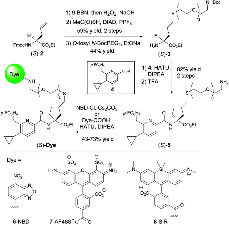 Synthesis of probe candidates.