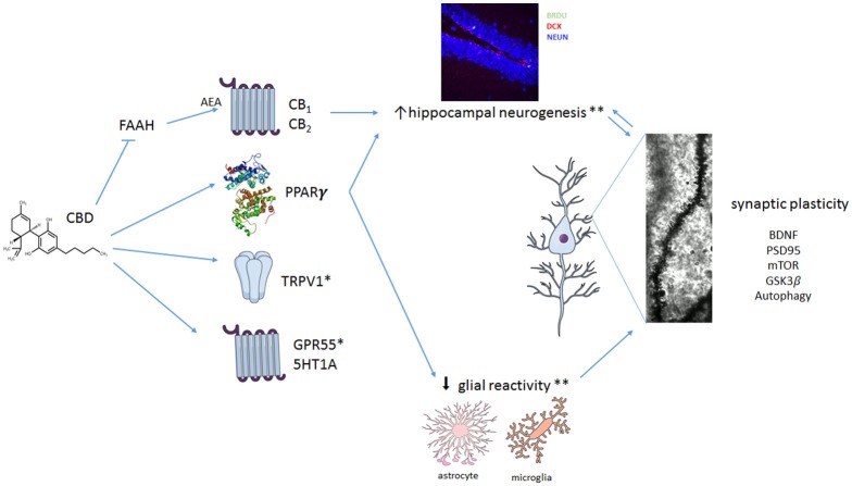 Multiple mechanisms proposed to explain CBD effect in neuropsychiatric disorders. CBD seems to interact with numerous different targets. It can act as a positive modulator of 5HT1A-mediated neurotransmission or as an agonist at TRPV1 and PPARγ receptors. In addition, CBD can facilitate anandamide (AEA)-mediated neurotransmission (by inhibiting FAAH) and induce antioxidant actions. CBD also promotes a complex set of changes in crucial intra-cellular pathways such as mTOR, autophagy and GSK3β, resulting in neuroprotection, decreased proinflammatory responses and facilitation of neuroplastic events. Taken together, these mechanisms would lead to an overall beneficial effect of CBD in neuropsychiatric disorders. *Little is known about the contribution of TRPV1 and 5HT1A for the effects of CBD on glial reactivity and on adult hippocampal neurogenesis. **CBD effects in reducing glial cell reactictivity and preventing stress-induced or amyloid-β-induced decreased adult hippocampal neurogenesis seem to depend on activation of CB1/CB2 (indirectly) and PPARγ. Because CB1 and CB2 are expressed in both neural precursor cells (NPCs) and glial cells, CBD effects on adult hippocampal neurogenesis could be a result of its actions on NPCs and/or attenuation of glial reactivity. BDNF, Brain derived neurotrophic factor; PSD95, postsynaptic density protein 95; mTOR, mechanistic target of rapamycin; GSK3β, Glycogen synthase kinase 3-beta.