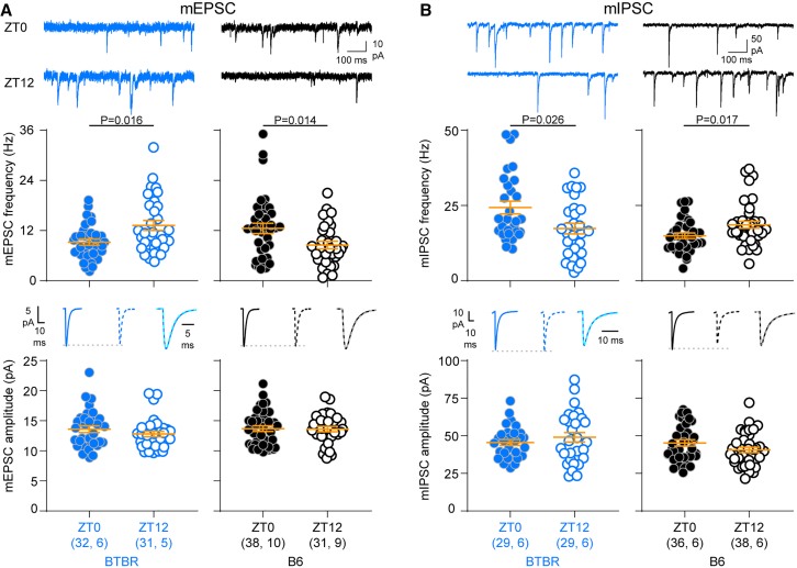 Oscillation of both excitation and inhibition is reversed in BTBR mice(A) mEPSC frequency is higher at ZT12 in BTBR mice (U = 322, p = 0.016, Mann-Whitney test), and higher at ZT0 in B6 control mice (t(67) = 2.53, p = 0.014, t test). Amplitude did not change with time of day in either genotype (BTBR: t(61) = 1.08, p = 0.28; B6: t(67) = 0.11, p = 0.91; t test).(B) mIPSC frequency is higher at ZT0 in BTBR mice (U = 278, p = 0.026, Mann-Whitney test), and higher at ZT12 in B6 controls (U = 464, p = 0.017, Mann-Whitney test). Amplitude did not change with time of day in either genotype (BTBR: t(56) = 0.93, p = 0.36; B6: t(72) = 1.71, p = 0.09, t test). Data are presented as mean ± SEM. Sample size is indicated as (cells, mice). Averaged traces: solid lines indicate ZT0, dotted lines indicate ZT12; scaled, superimposed averaged traces illustrate that there was no difference in kinetics between the two times of day. For detailed mE/IPSC characteristics and test statistics, see Table S4.