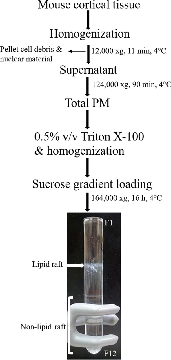 Isolation and identification of lipid rafts from non-raft fractions by discontinuous sucrose gradient centrifugation. Tissue samples were from juvenile male C57BL/6 mouse cortex. The lipid raft compartments are fully visible as an opaque band at the interface between 5 and 30% sucrose