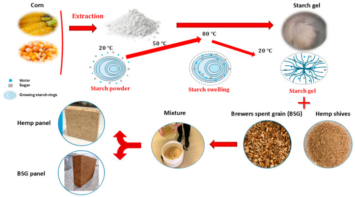 Overview of the manufacturing process for biocomposite building materials using Brewers’ Spent Grains and hemp shives, with gelatinized starch as a binder.